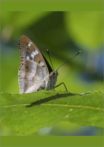 Lesser purple emperor butterfly (Apatura ilia), sitting on a leaf, Finland, August
