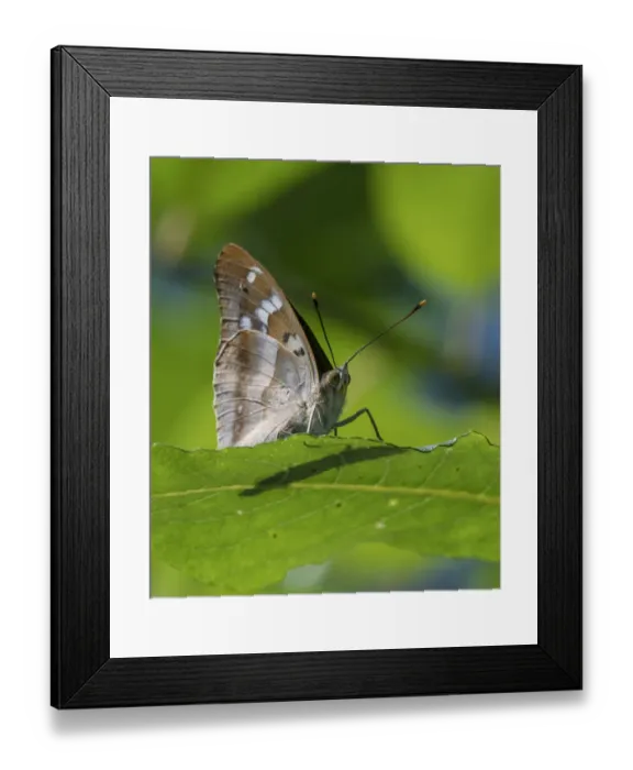Framed Print : Lesser purple emperor butterfly (Apatura ilia), sitting on a leaf, Finland, August Framed Print : Lesser purple emperor butterfly (Apatura ilia), sitting on a leaf, Finland, August