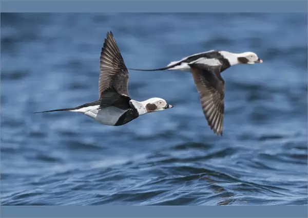 Long-tailed duck (Clangula hyemalis), males in flight, Finland, April