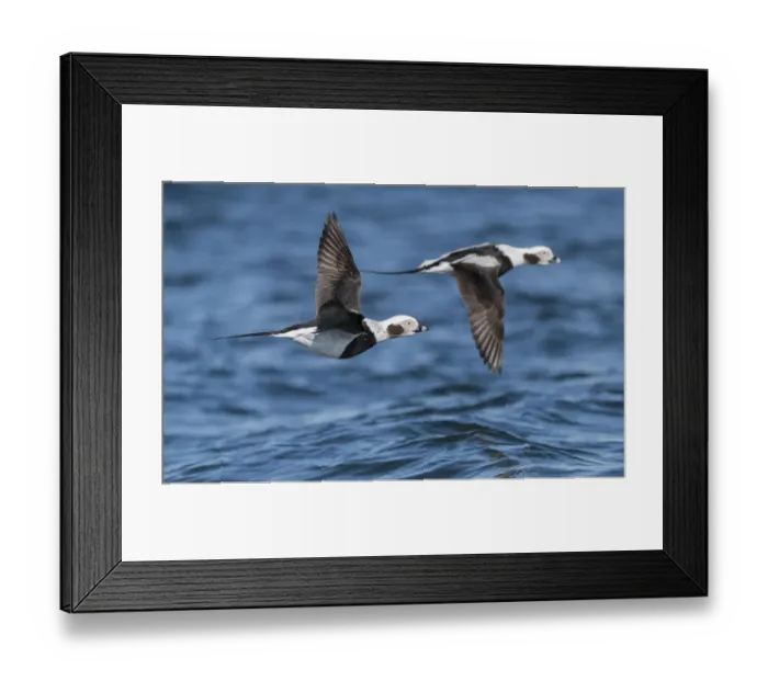 Framed Print : Long-tailed duck (Clangula hyemalis), males in flight, Finland, April