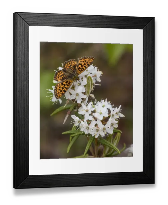 Framed Print : Pearl-bordered fritillary (Boloria euphrosyne) feeding from Wild Rosemary (Rhododendron tomentosum) Framed Print : Pearl-bordered fritillary (Boloria euphrosyne) feeding from Wild Rosemary (Rhododendron tomentosum)