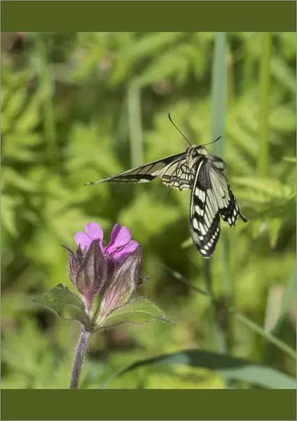 Swallowtail butterfly (Papilio machaon) flying to red campion with proboscis extended