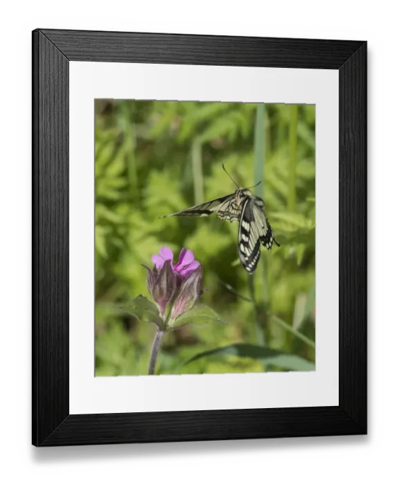 Framed Print : Swallowtail butterfly (Papilio machaon) flying to red campion with proboscis extended Framed Print : Swallowtail butterfly (Papilio machaon) flying to red campion with proboscis extended