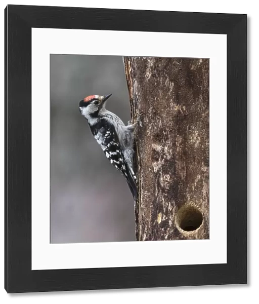 Lesser spotted woodpecker (Dendrocopos minor), male at nest hole, Finland, June