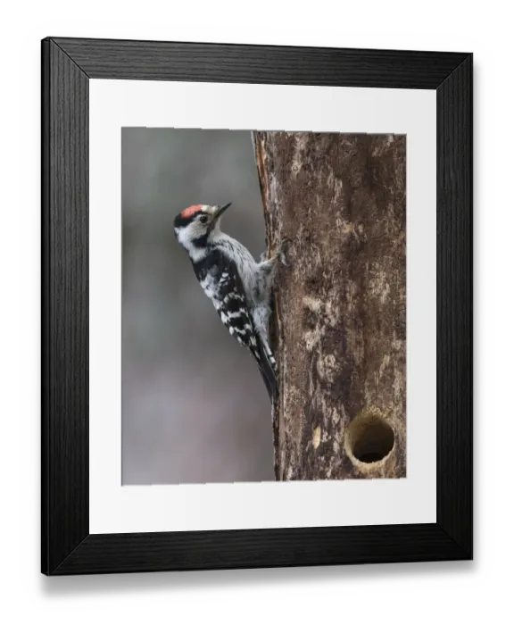 Framed Print : Lesser spotted woodpecker (Dendrocopos minor), male at nest hole, Finland, June Framed Print : Lesser spotted woodpecker (Dendrocopos minor), male at nest hole, Finland, June