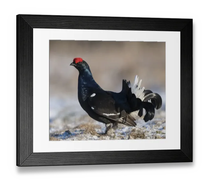 Framed Print : Black grouse (Lyrurus tetrix), male at lek, Finland, April Framed Print : Black grouse (Lyrurus tetrix), male at lek, Finland, April