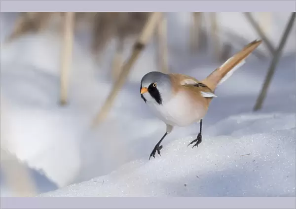 Bearded reedling  /  tit (Panurus biarmicus), male in snow, Finland, March
