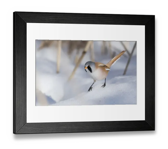 Framed Print : Bearded reedling / tit (Panurus biarmicus), male in snow, Finland, March Framed Print : Bearded reedling / tit (Panurus biarmicus), male in snow, Finland, March