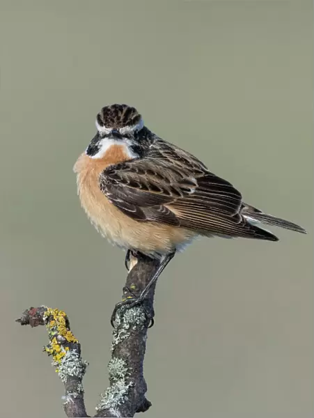 Whinchat (Saxicola rubetra), male perched, Finland, May
