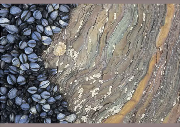 Colony of Common Mussels (Mytilus edulis) growing on striated rock formation exposed at low tide
