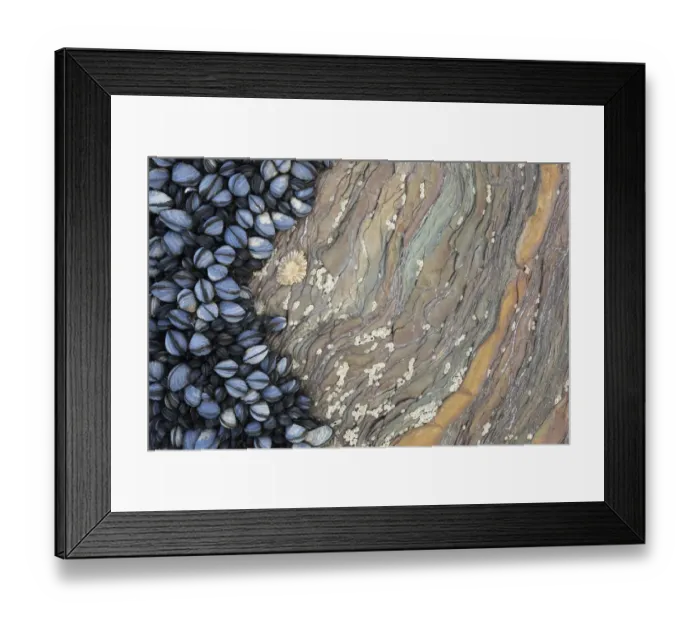 Framed Print : Colony of Common Mussels (Mytilus edulis) growing on striated rock formation exposed at low tide Framed Print : Colony of Common Mussels (Mytilus edulis) growing on striated rock formation exposed at low tide