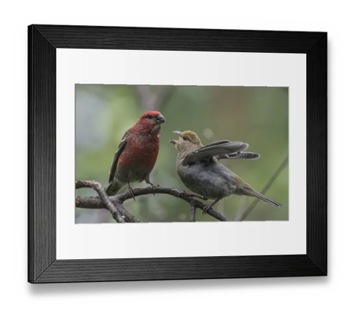 Framed Print : Pine grosbeak (Pinicola enucleator), male feeding juvenile, Finland, July Framed Print : Pine grosbeak (Pinicola enucleator), male feeding juvenile, Finland, July