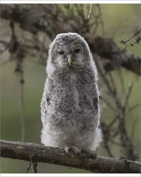Ural owl (Strix uralensis), juvenile, Finland, June