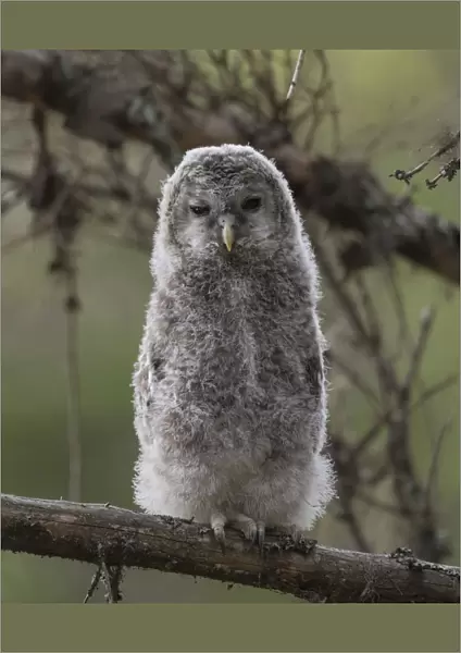 Ural owl (Strix uralensis), juvenile, Finland, June