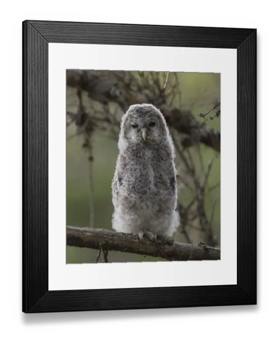 Framed Print : Ural owl (Strix uralensis), juvenile, Finland, June Framed Print : Ural owl (Strix uralensis), juvenile, Finland, June