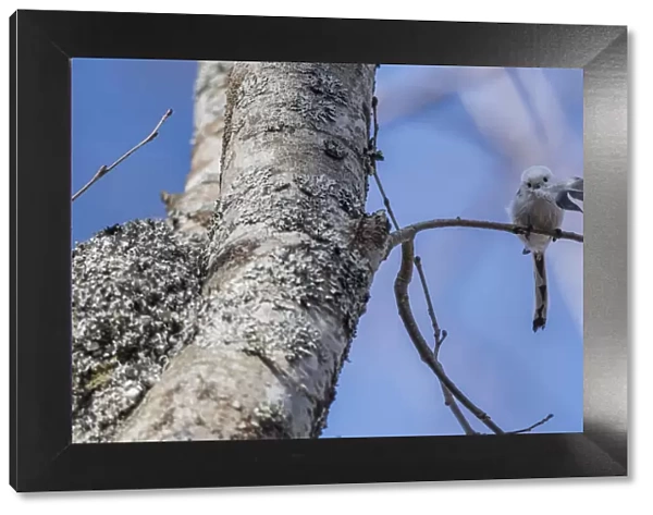 Long-tailed tit (Aegithalos caudatus caudatus) with feather for nest, Finland. April
