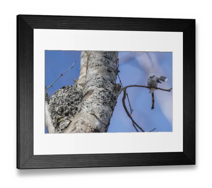 Framed Print : Long-tailed tit (Aegithalos caudatus caudatus) with feather for nest, Finland. April Framed Print : Long-tailed tit (Aegithalos caudatus caudatus) with feather for nest, Finland. April