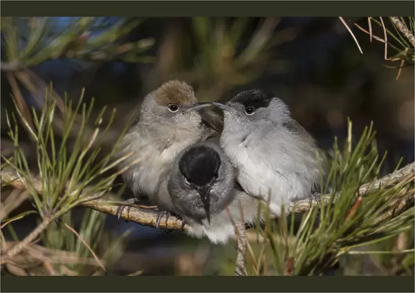 Blackcap (Sylvia atricapilla) female and two males huddling together for warmth before