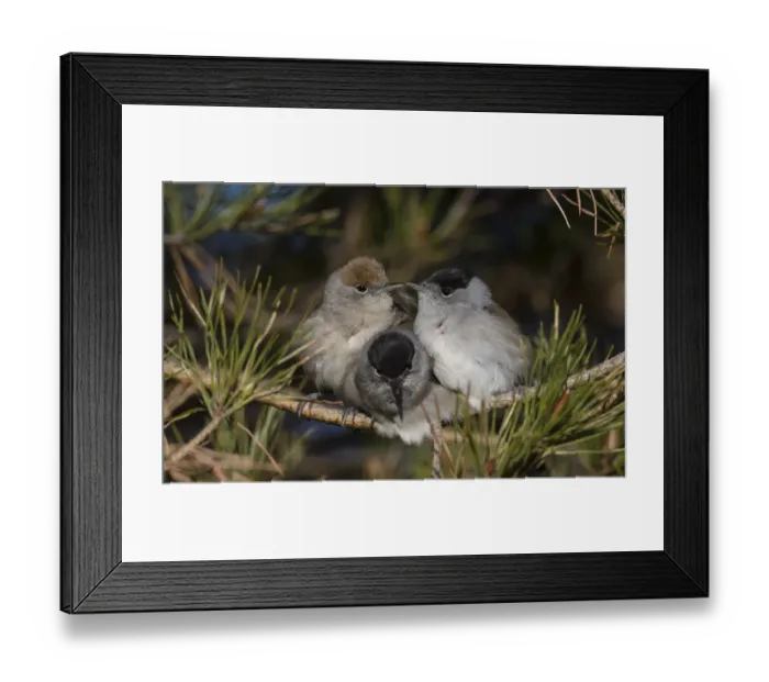 Framed Print : Blackcap (Sylvia atricapilla) female and two males huddling together for warmth before Framed Print : Blackcap (Sylvia atricapilla) female and two males huddling together for warmth before