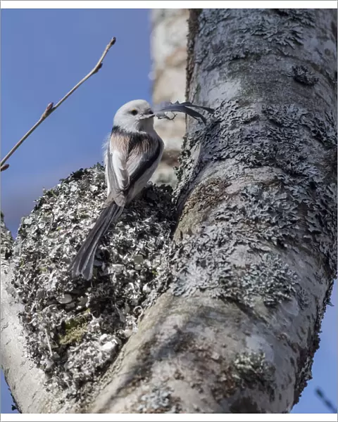 Long-tailed tit (Aegithalos caudatus caudatus) placing feather in nest, Finland. April