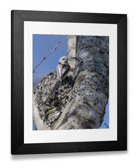 Framed Print : Long-tailed tit (Aegithalos caudatus caudatus) placing feather in nest, Finland. April Framed Print : Long-tailed tit (Aegithalos caudatus caudatus) placing feather in nest, Finland. April