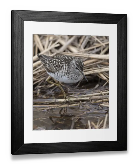 Framed Print : Wood sandpiper (Tringa glareola) in reed bed, Finland, May Framed Print : Wood sandpiper (Tringa glareola) in reed bed, Finland, May