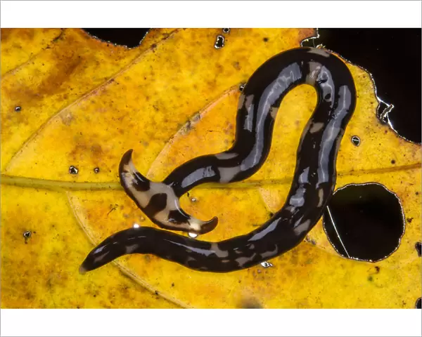 Hammerhead worms (Bipalium sp) on leaf, Sarawak. Borneo