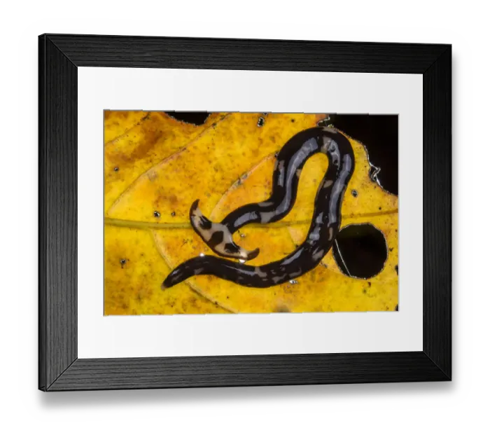 Framed Print : Hammerhead worms (Bipalium sp) on leaf, Sarawak. Borneo