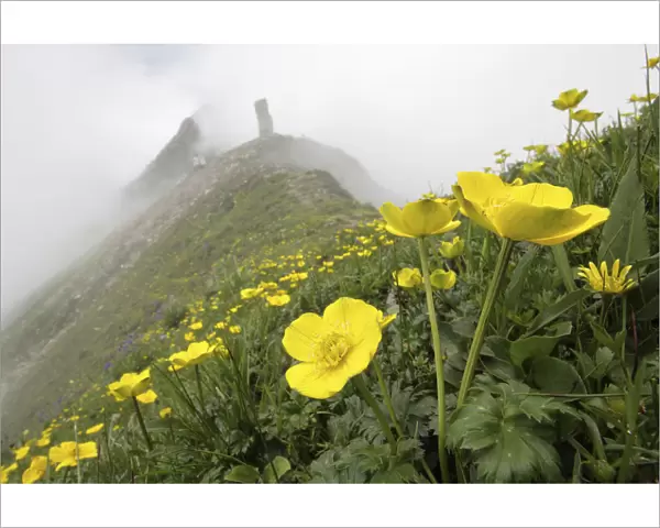 Flowers (Trollius sp) Balang Mountain, Wolong National Nature Reserve, Sichuan Giant