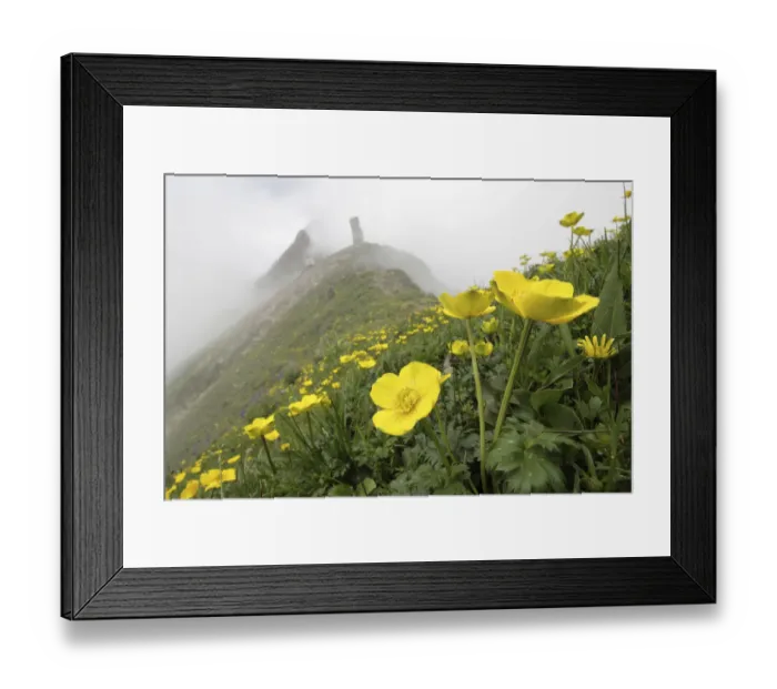 Framed Print : Flowers (Trollius sp) Balang Mountain, Wolong National Nature Reserve, Sichuan Giant Framed Print : Flowers (Trollius sp) Balang Mountain, Wolong National Nature Reserve, Sichuan Giant