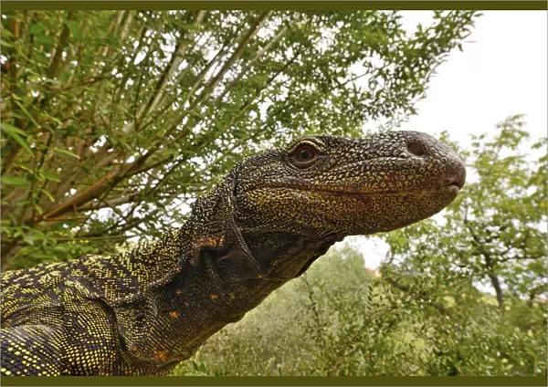 Crocodile monitor (Varanus salvadorii) portrait, captive, occurs in New Guinea