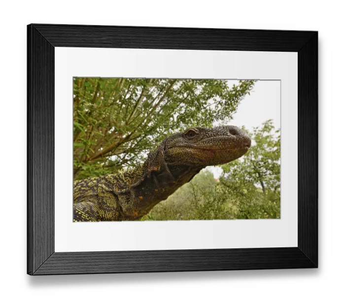 Framed Print : Crocodile monitor (Varanus salvadorii) portrait, captive, occurs in New Guinea Framed Print : Crocodile monitor (Varanus salvadorii) portrait, captive, occurs in New Guinea