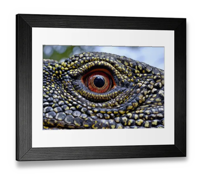 Framed Print : Crocodile monitor (Varanus salvadorii) close up eye, captive, occurs in New Guinea Framed Print : Crocodile monitor (Varanus salvadorii) close up eye, captive, occurs in New Guinea