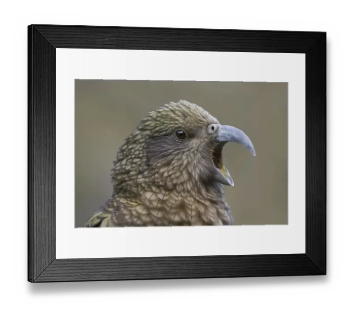 Framed Print : Adult Kea (Nestor notabilis) close-up portrait. Arthurs Pass National Park, New Zealand, July Framed Print : Adult Kea (Nestor notabilis) close-up portrait. Arthurs Pass National Park, New Zealand, July