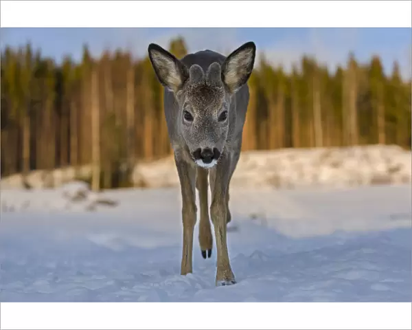 Roe deer (Capreolus capreolus) young male walking through snow. Close-up, portrait