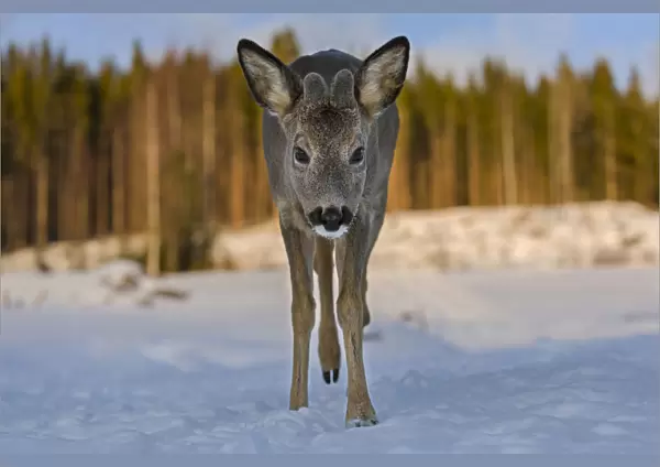 Roe deer (Capreolus capreolus) young male walking through snow. Close-up, portrait