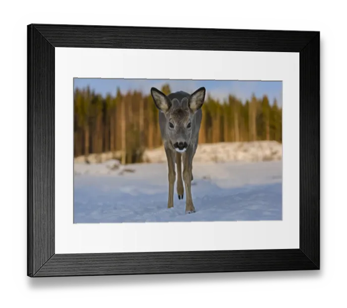 Framed Print : Roe deer (Capreolus capreolus) young male walking through snow. Close-up, portrait Framed Print : Roe deer (Capreolus capreolus) young male walking through snow. Close-up, portrait
