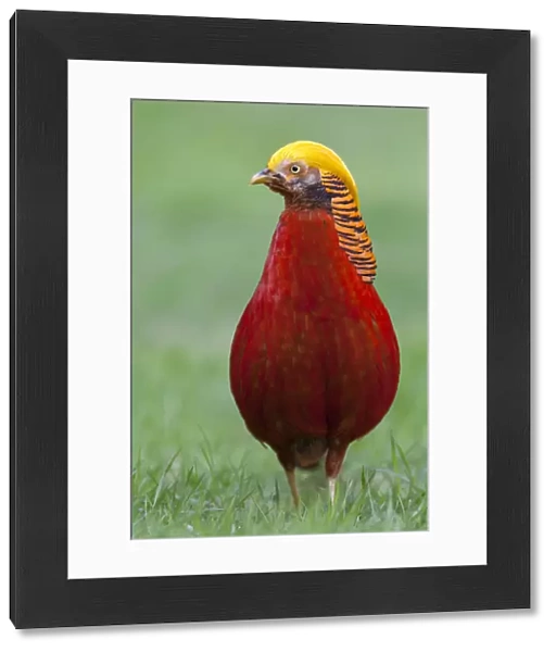 Male Golden Pheasant (Chrysolophus pictus) standing on grass in display plumage