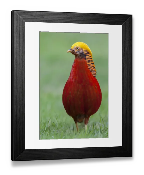 Framed Print : Male Golden Pheasant (Chrysolophus pictus) standing on grass in display plumage
