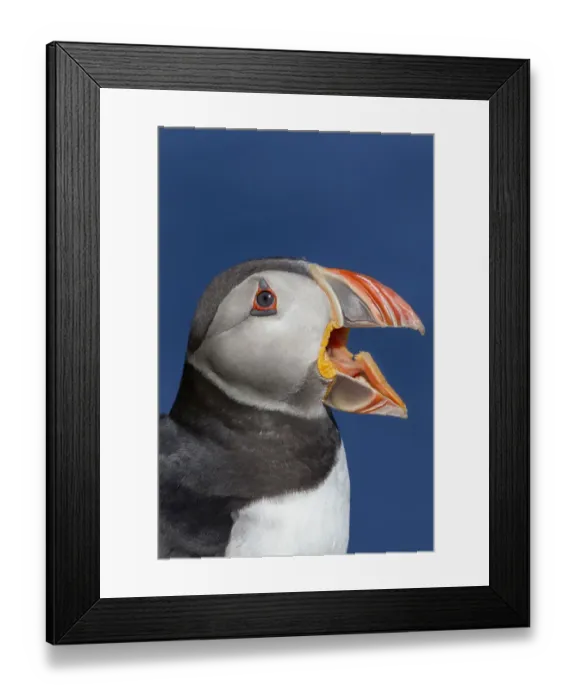 Framed Print : Atlantic puffin (Fratercula arctica) portrait with beak open / calling. Shetland Islands Framed Print : Atlantic puffin (Fratercula arctica) portrait with beak open / calling. Shetland Islands