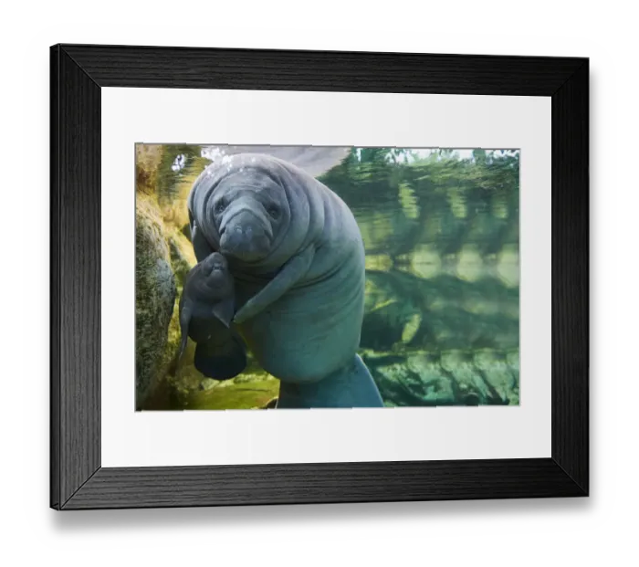 Framed Print : Caribbean manatee or West Indian manatee (Trichechus manatus) mother with baby, age two days