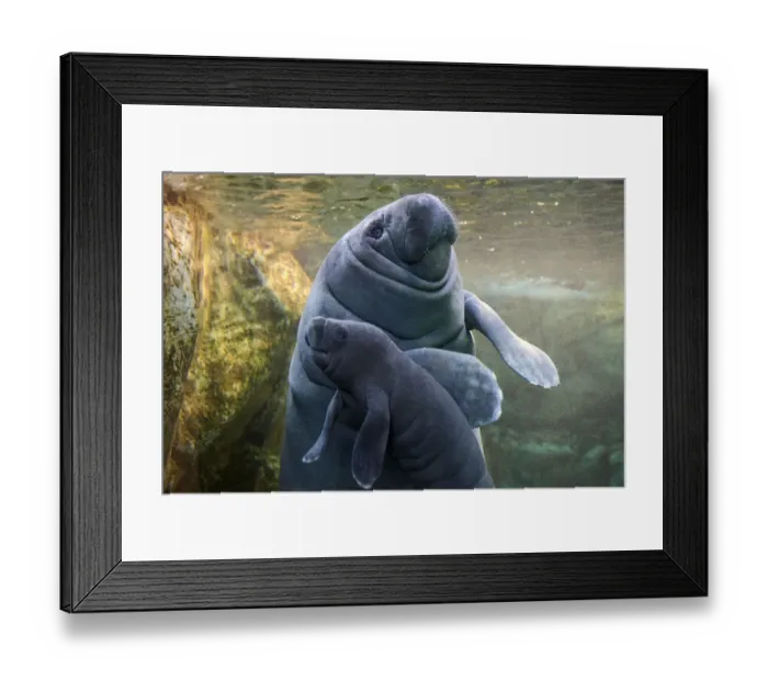 Framed Print : Caribbean manatee or West Indian manatee (Trichechus manatus) mother with baby, age two days Framed Print : Caribbean manatee or West Indian manatee (Trichechus manatus) mother with baby, age two days