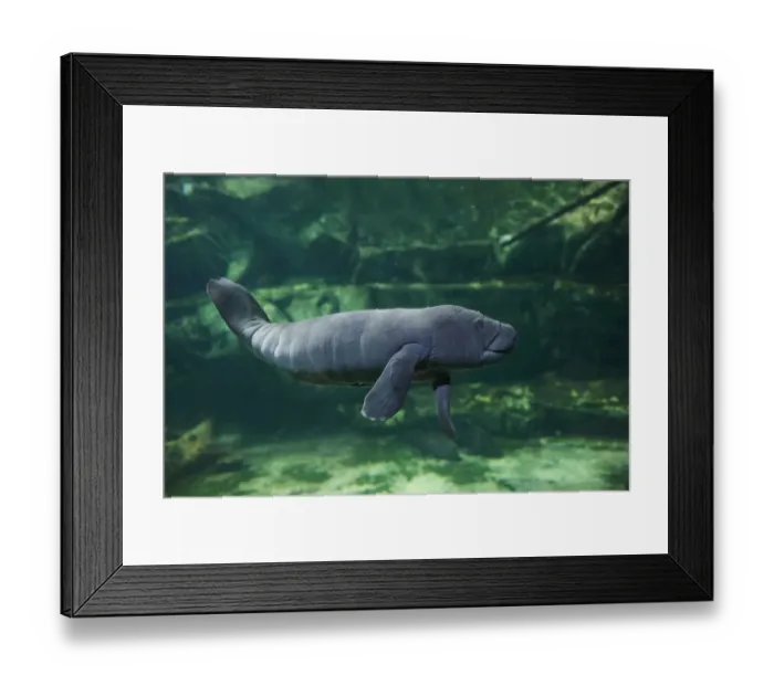 Framed Print : Caribbean manatee or West Indian manatee baby, age two days, (Trichechus manatus) captive Framed Print : Caribbean manatee or West Indian manatee baby, age two days, (Trichechus manatus) captive