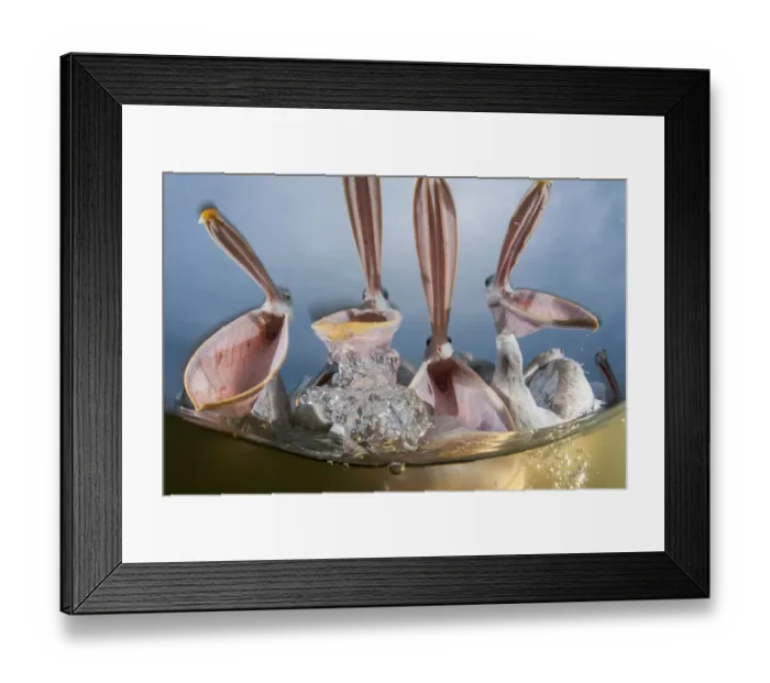 Framed Print : Dalmatian pelicans (Pelecanus crispus) low angle perspective of open bills whilst feeding Framed Print : Dalmatian pelicans (Pelecanus crispus) low angle perspective of open bills whilst feeding