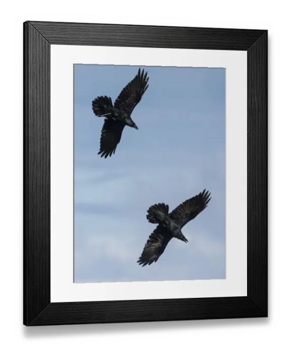 Framed Print : Common raven (Corvus corax) two adults in flight, Hornoya, Norway, April Framed Print : Common raven (Corvus corax) two adults in flight, Hornoya, Norway, April