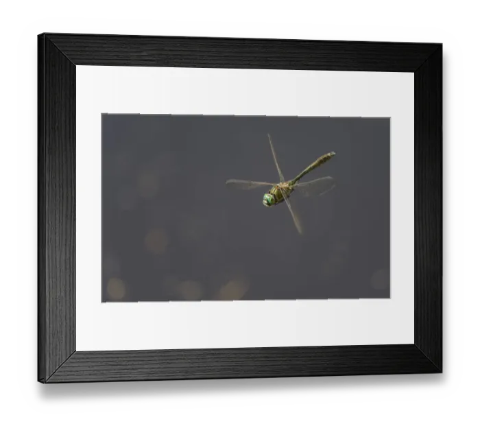 Framed Print : Downy emerald dragonfly (Cordulia aenea) in flight, Joutsa, Finland, July Framed Print : Downy emerald dragonfly (Cordulia aenea) in flight, Joutsa, Finland, July