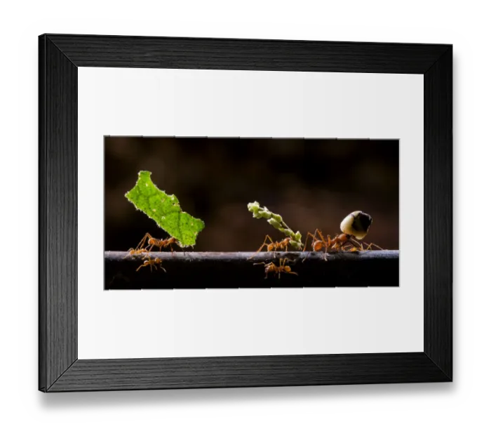 Framed Print : Leaf cutter ants (Atta sp) carrying plant matter, Costa Rica Framed Print : Leaf cutter ants (Atta sp) carrying plant matter, Costa Rica