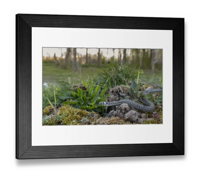 Framed Print : Grass snake (Natrix natrix) in habitat, Aland Islands, Finland, May Framed Print : Grass snake (Natrix natrix) in habitat, Aland Islands, Finland, May