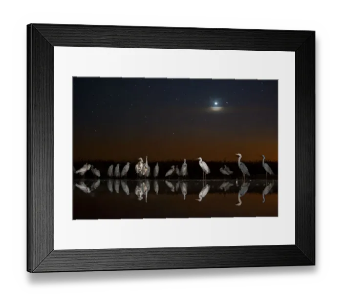 Framed Print : Group of Great egrets (Ardea alba), Grey heron (Ardea cinerea) and Eurasian spoonbill Framed Print : Group of Great egrets (Ardea alba), Grey heron (Ardea cinerea) and Eurasian spoonbill