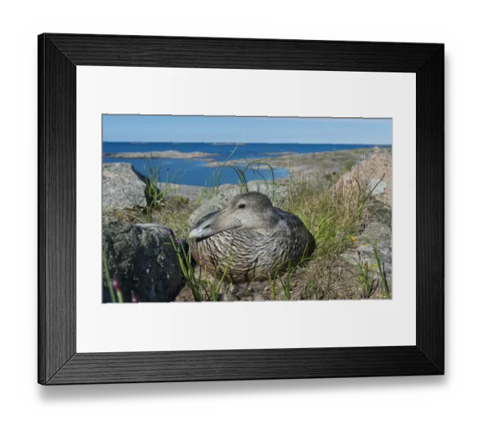 Framed Print : Common eider (Somateria mollissima), female on her nest with sea behind, Finland, May Framed Print : Common eider (Somateria mollissima), female on her nest with sea behind, Finland, May